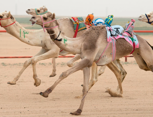 CARRERAS DE CAMELLOS, ¿EL DEPORTE MÁS CARO DEL MUNDO?